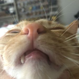 Meet your Posher, Allan